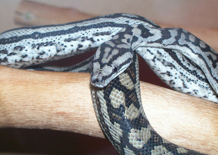 Hey Pandas With Weird Or Exotic Pets, Show Them (Closed)