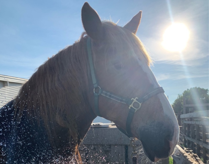 Hey Pandas, Show Your Equines (Closed)