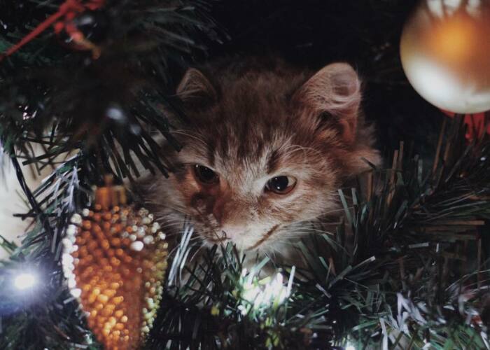 Hey Pandas, Show Your Photos Of Animals Playing Hide And Seek (Closed)