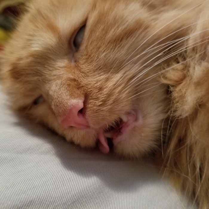 Hey Pandas, Post The Most Unflattering Photo Of Your Pet (Closed)