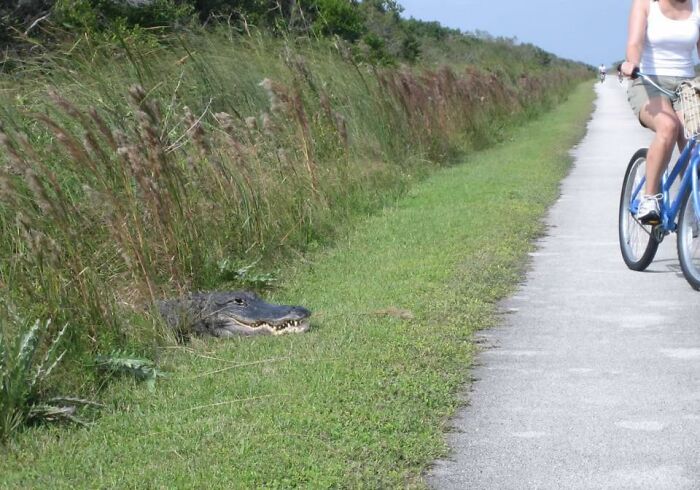 Riding Bikes In The Everglades Is Full Of Fun Surprises