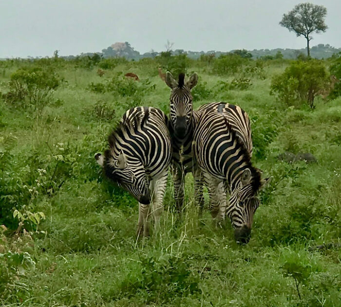 My Very Own Zebra Art! From The Kruger 2019