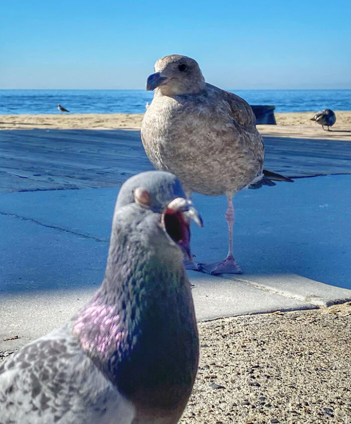 I Was Trying To Take A Picture Of This Juvenile Seagull And This Sleepy Pigeon Waddled In And Stole The Show