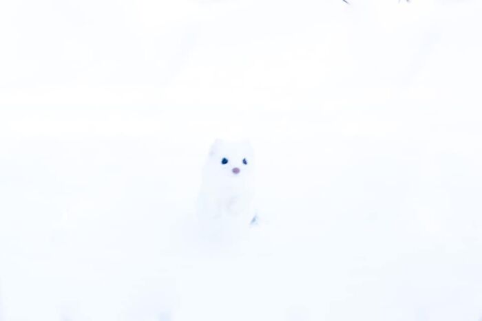 El armiño en la encantadora nieve de Minnesota. En este caso, la exposición es perfecta