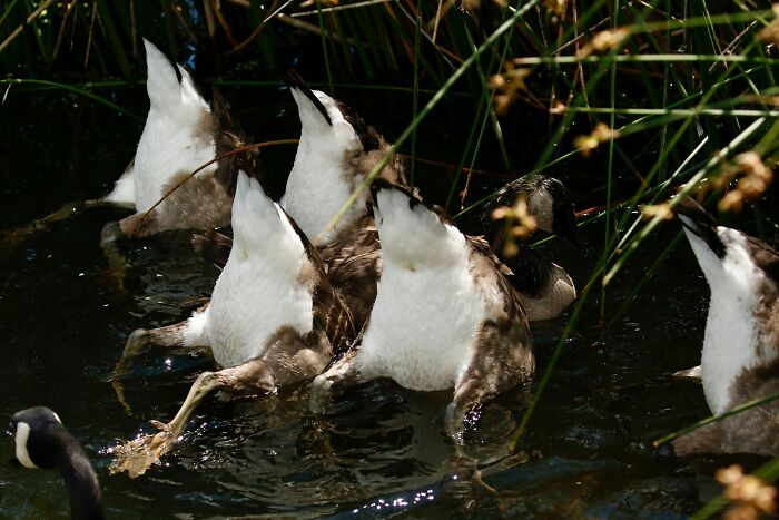 Duck Duck - Goose!