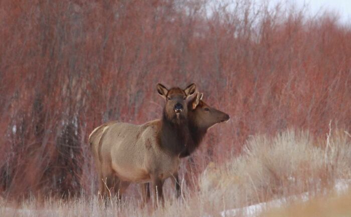 I Present To You The Extremely Rare Two-Faced Cow Elk