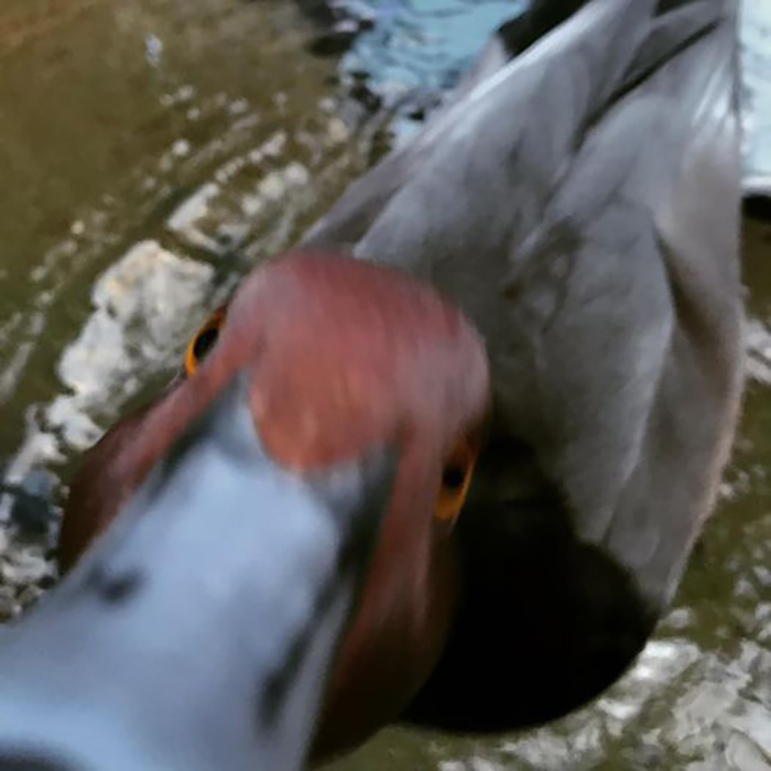 This Is What Happens When A Duck Decides To Bite You Exactly As You Take Its Photo. Also, You Get Bit
