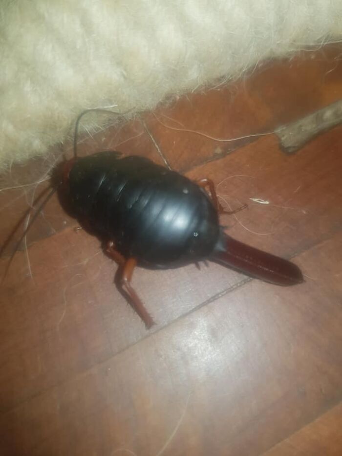 I Was So Excited To Find This Very Unusual Armidillo Looking Bug With Its Very Odd "Butt Accessory " So I Immediately Posted Pictures So I Could Identify My Rare Find Only To Be Told. It Was A Roach Which Was Giving "Birth" To An Egg Casing. I Am Still Mortified!