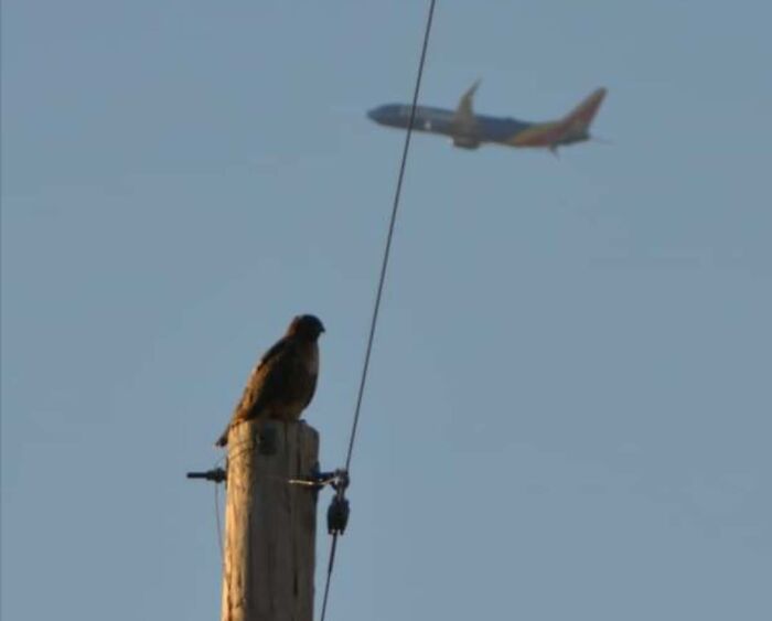 Sizeable Hawk. Jet Included For Scale