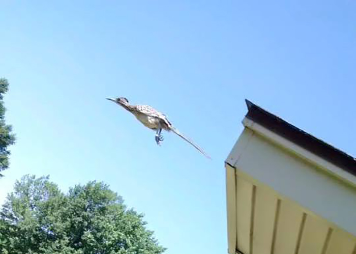 I Was Doing Some Yard Work When I Saw A Roadrunner Running Around On My Roof. I Grabbed My Phone To Take A Shot, But It Jumped Off Just As I Snapped