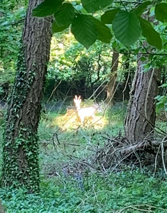 Nice To See The Glowing Harry Potter Stag Out And About In Our Local Woods!