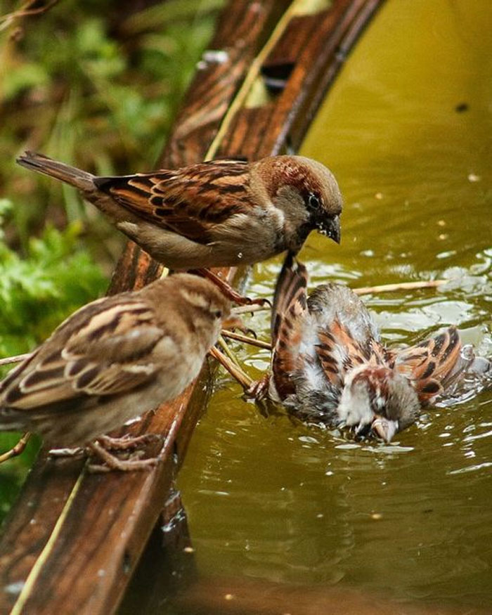 I Was Trying To Take A Sweet Photo Of A Sparrow Having A Bath. I Appear To Have Taken A Photo Of Two Sparrows Committing A Murder