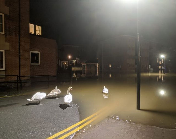 Worcester Has Flooded And The Swan Uprising Has Begun