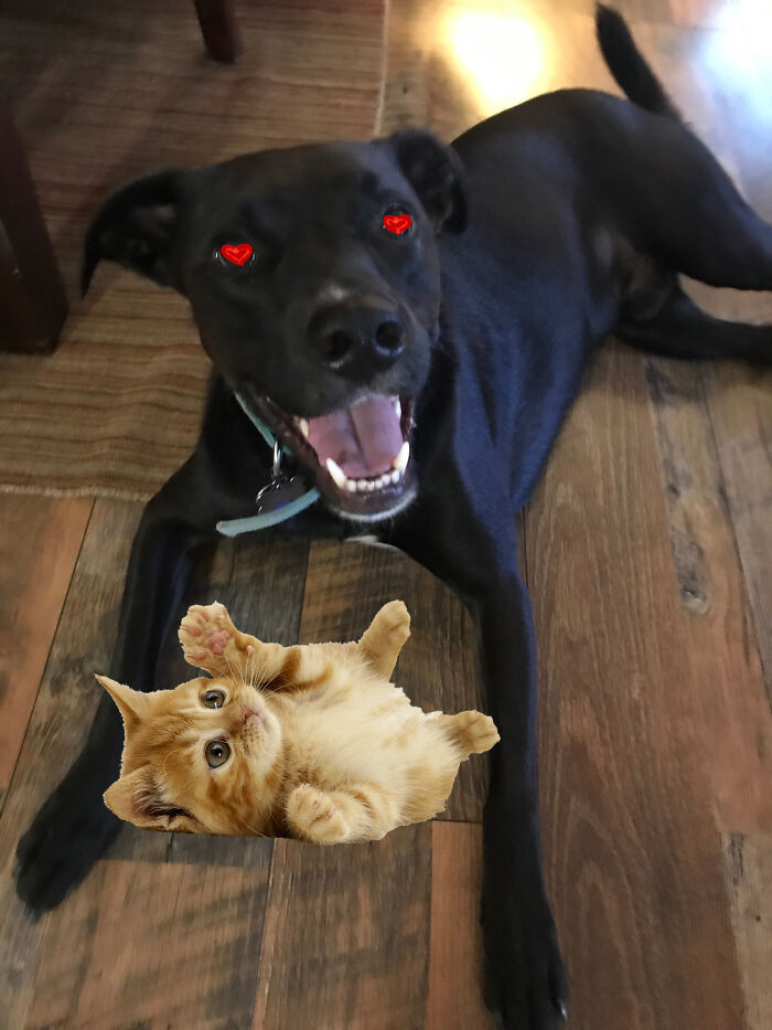 Dogs Are Not Supposed To Like Cats, Right?
