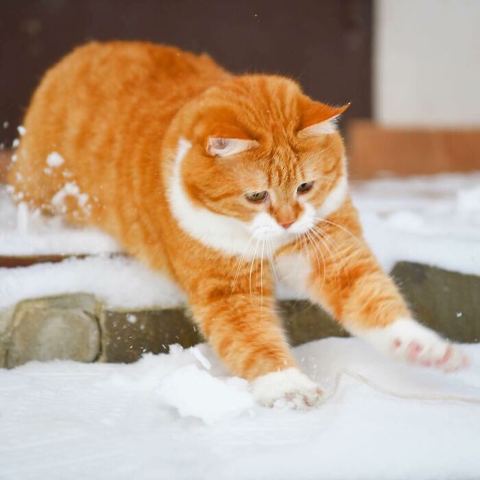 This Happy Chonk From Russia Loves Snow, And His Photos Are Adorable (27 Pics)