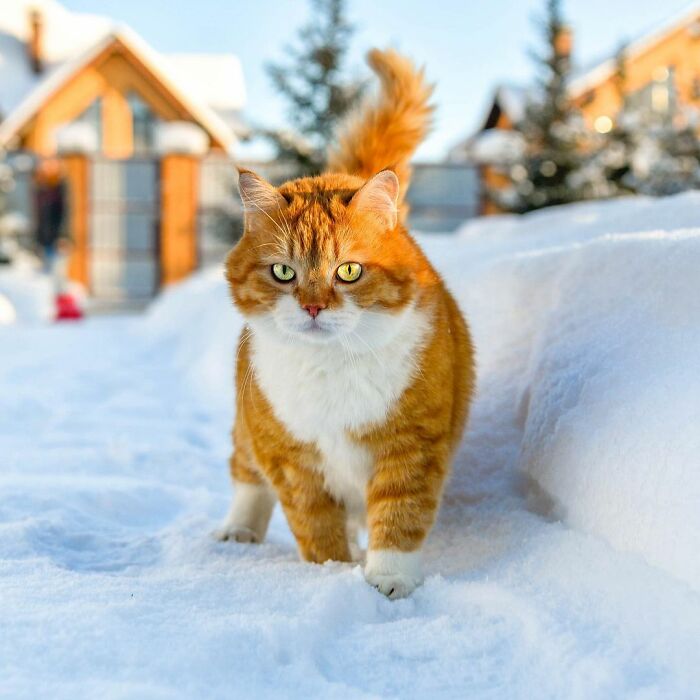 This Happy Chonk From Russia Loves Snow, And His Photos Are Adorable (27 Pics)