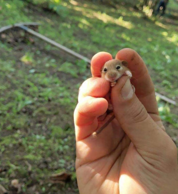 50 Of The Cutest Pics Of Very Smol Animals On Fingers | Bored Panda