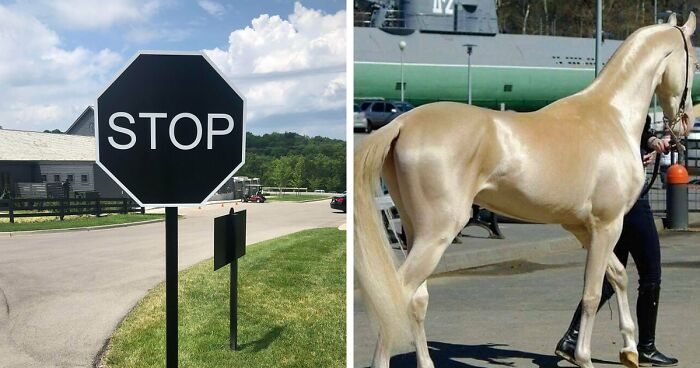 50 Times People Spotted Things In Very Unusual Colors And Just Had To Document It For Everyone To See