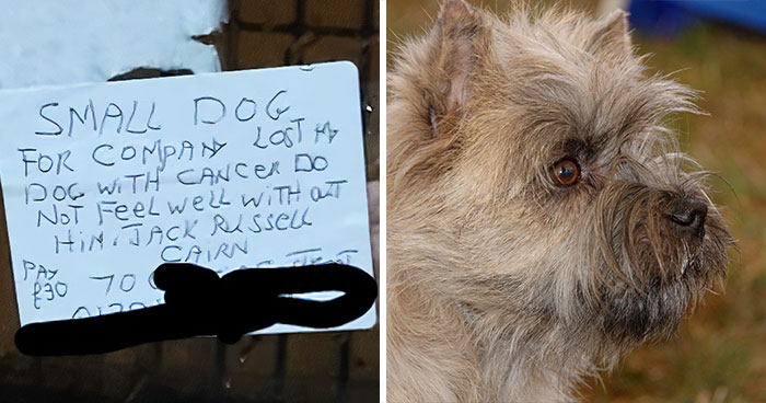 Delivery Driver Is Heartbroken By A Note From His Grieving Customer Looking For A Doggy Companion