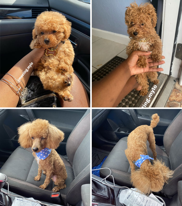 I Literally Took My Baby To Go Get Groomed Because His Hair Was Getting Longer And Look I'm Crying