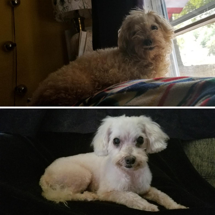 Senior Doggo Teddy That We Rescued From Animal Control. He Went To The Groomers Today And Looks Totally Different