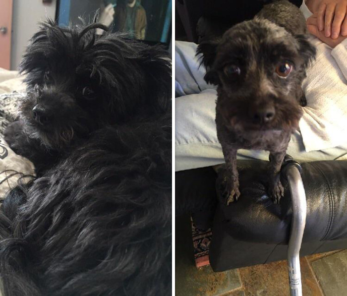 Before And After Going To A Very Bad Groomer