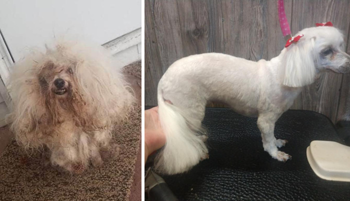 This Is The Same Dog. My Friend Adopted Her After She Just Showed Up On Her Porch. I Groomed Her And Made Her Brand New Babe Feeling So Fresh And Clean
