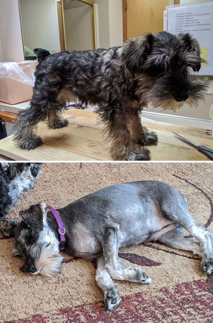 Puppy's First Haircut. She Transformed Into A Whole New Dog