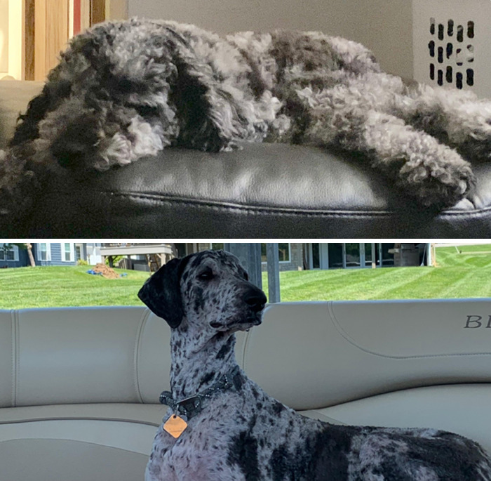 From Puppy To Dog In One Haircut