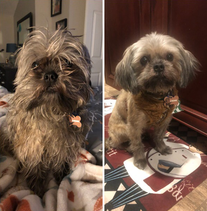 My Dog Got A Haircut, And Now It Looks Like He Gave Up Drinking