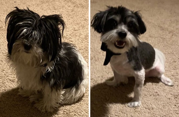 My BF's Dog’s Transformation. It Was Drastic. I Had No Idea Who He Was When I Got Home. His Hair After About A Month And A Half Since Grooming Looks Good