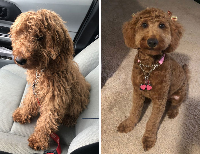 Tell Them Puppy Face! This Was My Puppy’s First Haircut And I Had No Idea What To Expect. Puppy Face Or Teddy Bear Cut