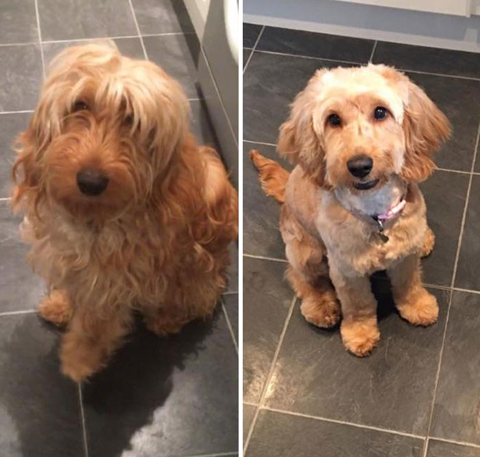 Took My Dog For A Haircut And I Think They Gave Me A Different One Back