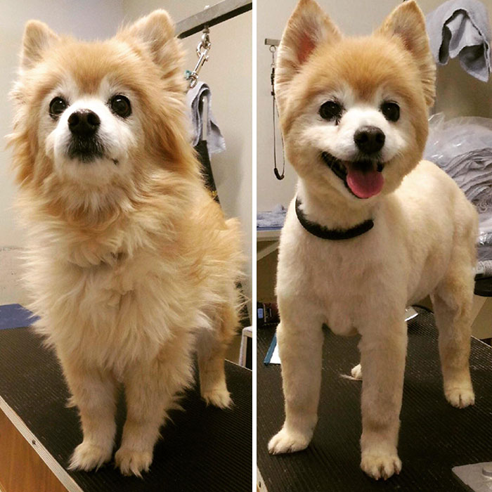 My Sweet Girl Cheech Is 15 Years Old. After Her Haircuts, Everyone Always Thinks She’s A Puppy