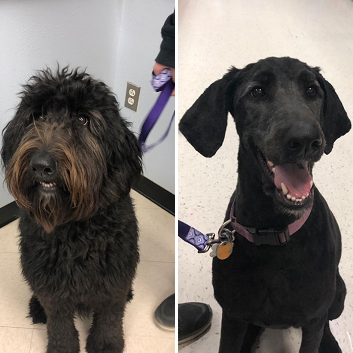 Before And After Grooming. Did We Bring Home The Wrong Dog