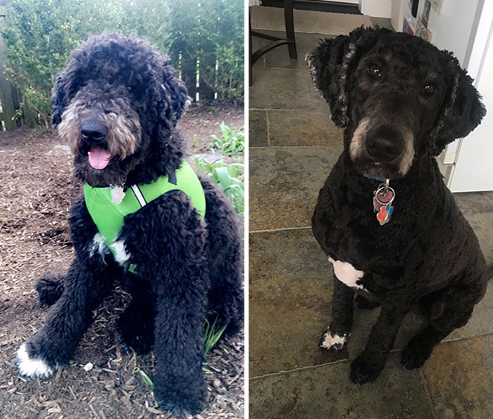 My Pupper Always Looks Like A Completely Different Doggo After Her Haircuts