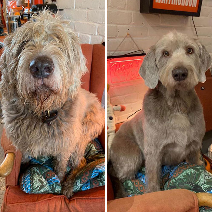 Mi perro antes y después del corte de pelo