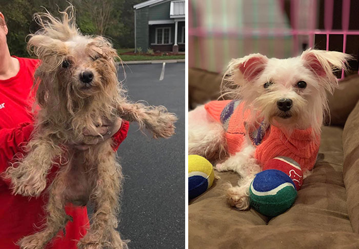 We Rescued A Maltese From A Puppy Mill In Georgia That Got Busted With Over 700 Dogs This Weekend. After 3 Hours Of Cutting Matted Hair And Bathing, Here Is Luna’s Before And After