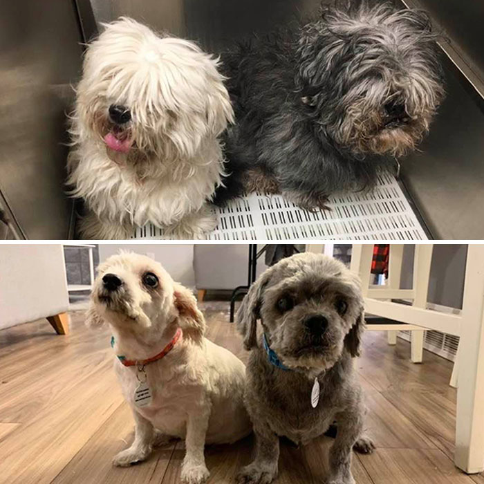 What A Difference A Haircut Makes. Latest Fosters 13-Year-Old Vileda And 10-Year-Old Swiffer