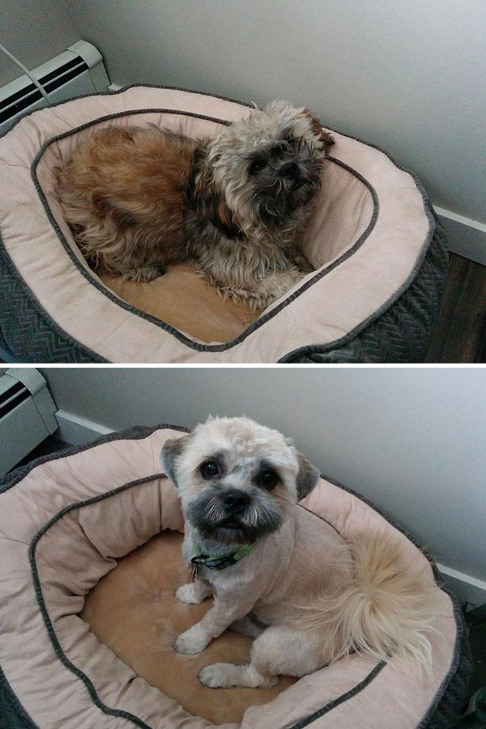 My Pupper After I Adopted Him, And After I Had Him Groomed