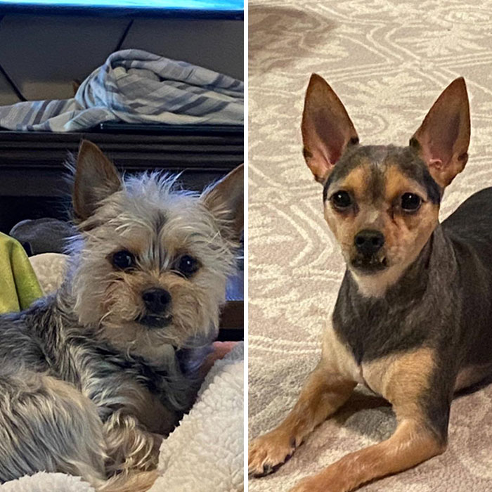 Andy Before And After A Trip To The Groomer. I Don’t Think I’ll Be Getting Him Trimmed Quite So Short Next Time. I Can’t Get Over How Different He Looks
