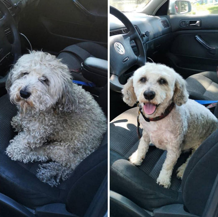 My 13-Year-Old Dog Archie Before And After Having Visited The Groomer (He Hasn't Been Since October). He's Practically A New Dog