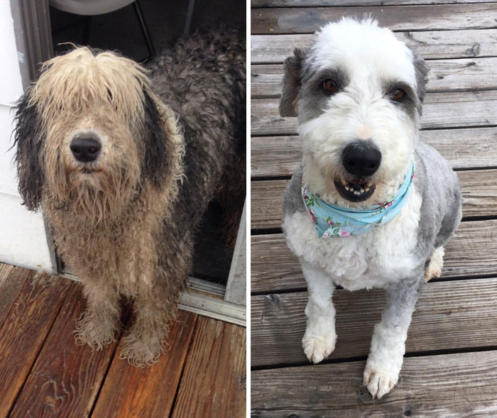 Mi perro Courage antes y después del peluquero