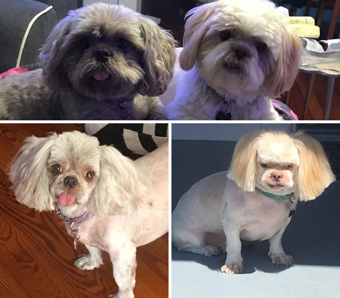 My Dogs Had A Run In With A Bad Groomer