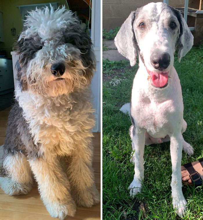 Still Not Convinced The Groomer Gave Us The Right Doggo