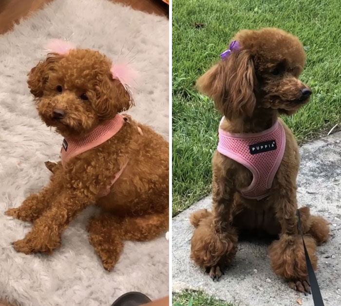 From Chicken Nugget To Barbie's Dog
