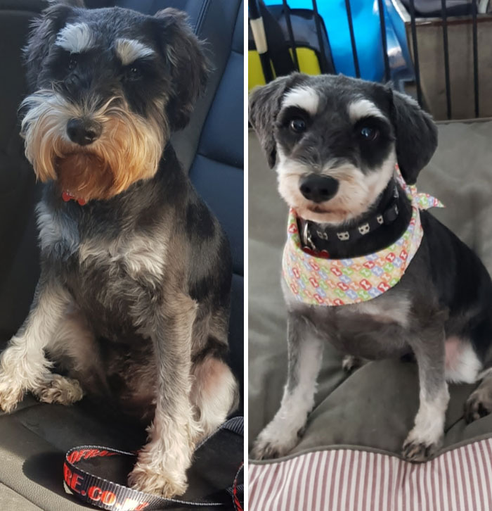 My Boy, Before And After Going To The Groomer. Went From Dirty Biker To Innocent Preacher's Kid