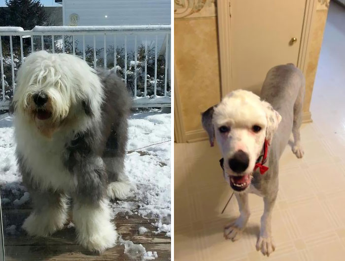 I Think The Groomer Gave Me Back The Wrong Dog