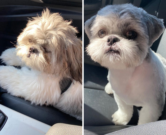 Raggamuffin To Stud Muffin. Quite The Transformation At The Groomer Today