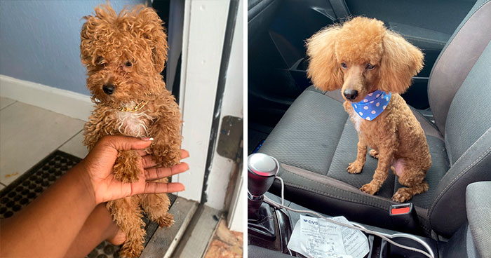 40 Times People Took Their Dogs To The Groomers And Thought They Got Back The Wrong Dog